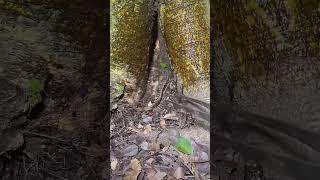 Catch centipedes