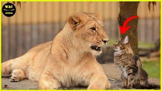 Unbelievable Cats vs Wild Animals Caught On Camera! Interesting Animal Moments #11