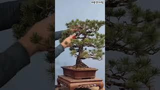 이거 취목 따야지~~~환장 허겄네 #bonsaitree #bonsai #분재  #예솔분재원