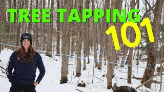 The Complete Guide to Maple Syrup Tapping: Everything You Need to Know Before Getting Started