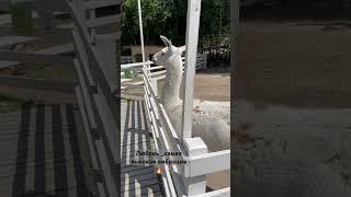В женском клубе «Муза» более 200 таких техник и практики https://t.me/club_keys_bot #вдохновение