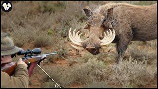 AMERICAN SNIPER TOP 30 SHOTS! AMAZING SCENES FROM WILD BOAR HUNTING | Wild Boar Hunting