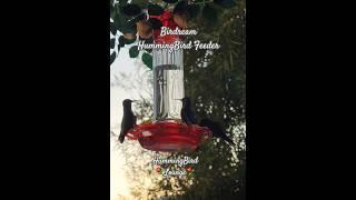 Dancing with the Breeze: Hummingbirds in the Wind #wildlife #birdream