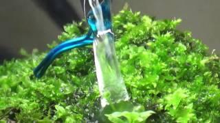 A very small amount of water aquarium reliable on the upper floors
