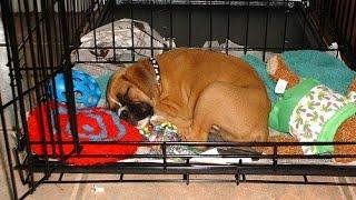 Dog Training - Crate training for dogs and puppies