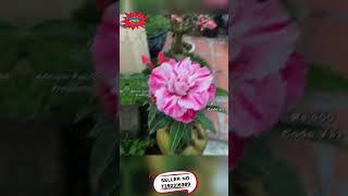 Adenium Plants Best seller #adenium #desertrose #adeniumlover #online #cheapest #plants