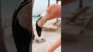 Flamingos are basically pink cats  | Would you visit?