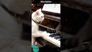 Cat music #Full Song - Yamma Yamma || Cover by Saxophone Queen Lipika