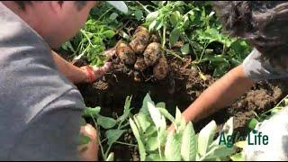 Visit a Potato Farm: Virtual Field Trip at North Paddock Farms