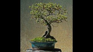 NEW ZEALAND NATIVE TREES FOR BONSAI.   BLACK BEECH