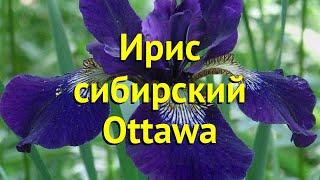 Ирис сибирский Оттава. Краткий обзор, описание характеристик iris sibirica Ottawa