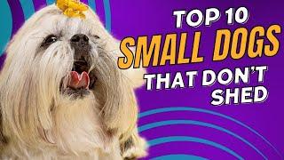 Top 10 Cute Small Dogs That Dont Shed - Dogs 101