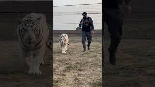 White Tiger##whitetiger##shorts##Usama's Tigers