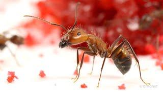 Ants Eating Cherry Macro and Timelapse