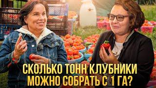 Сколько тонн клубники можно собрать с 1 га?