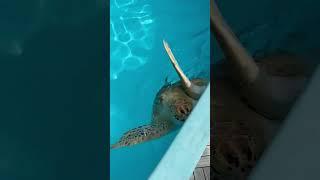 Fighting Fibropapillomatosis: The Turtle Hospital's Battle for Turtles! (Marathon, FL)