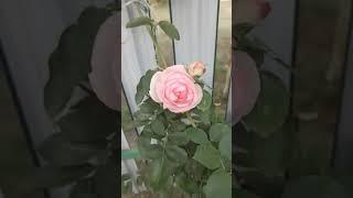 В моем сердце живет любовь!