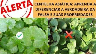 CENTELHA ASIÁTICA: APRENDA A DIFERENCIAR A VERDADEIRA DA FALSA E SUAS PROPRIEDADES