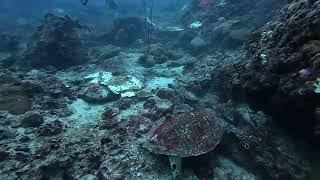 Cute Sea Turtle Eating Lunch Underwater in Maya Bay, Ko Phi Phi Lee Island, Thailand while diving.