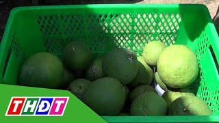 Bưởi da xanh tăng giá trở lại | THDT
