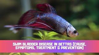 Swim Bladder Disease In Bettas (Cause, Symptoms, Treatment & Prevention)