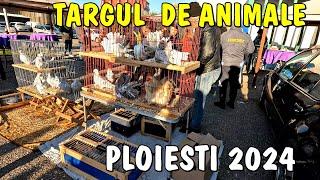 Târgul de animale și Păsări de la Ploiești  peste 100 de crescători la târg 2024 - 16 noiembrie