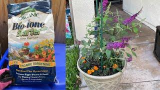 TIPS ON SUCCESSFUL CONTAINER GARDENING|Espoma Biotone Starter Plus Product Review|#cut flower garden