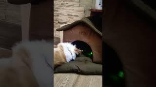 Опять разборка из-за будки3:‍⬛0