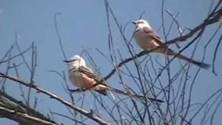 Scissortail Flycatchers