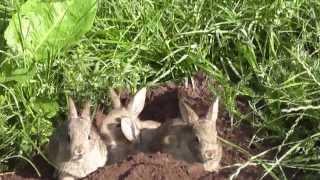 Wild Rabbit Family