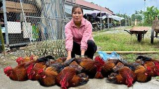 Knitting Bamboo Baskets - Harvest Chickens Goes To Market Sell