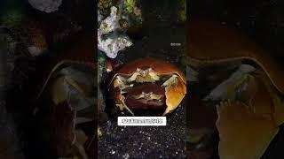 没想到你是这样的馒头蟹 #动物科普 #神奇动物