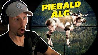 TILLBAKS MED The hunter: COTW - PIEBALD ÄLGEN