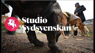 Studio Sydsvenskan: Vem vill skada Malmös hundar?