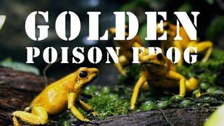 Kills You by Single Touch - Golden Poison Frog!