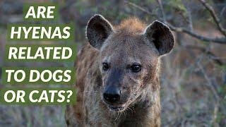 Are Hyenas Related To Dogs Or Cats?  | Did You Know Thursday #18