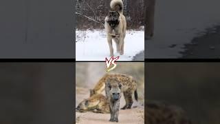 Kangal vs. Hyena: Who Will Reign Supreme?  #shorts #hyena #kangal