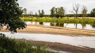 Niski stan wody w rzece Narew (21.08.2015)