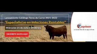 Lanzamiento Catalogo Toros de Carne 2021-2022 “Especialistas en soluciones Rentables”