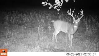 Is this a big buck?