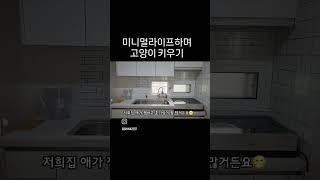 미니멀해도 고양이 잘 키울 수 있어:3 #고양이가사는집 #고양이브이로그