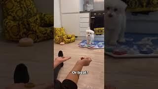 Kenny the Talking Dog uses his buttons to choose treat or bone