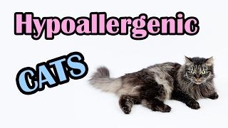 13 Hypoallergenic Cats