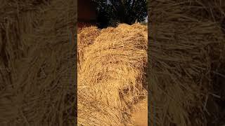 puddy harvesting #jugnuchallenge #youtubeshorts #v4ved