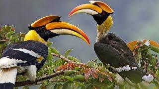 Beautiful Wild Bird – Great Hornbill