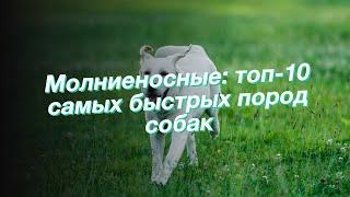 Молниеносные: топ-10 самых быстрых пород собак