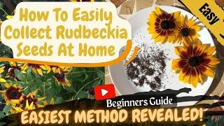 DIY Seed Saving: How to HARVEST and Store RUDBECKIA SEEDS for a BUMPER Crop Next Season! BEGINNERS!