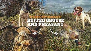 October/November Ruffed Grouse & Pheasant Hunting 2024!