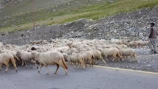 Road side Sonamarg Kashmir