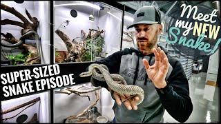 The Best Snake Room I've Ever Seen!